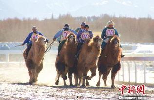 骆驼蹄明星,骆驼蹄明星的传奇故事